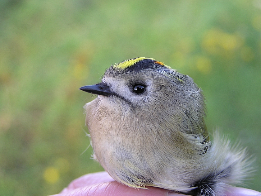 Goldcrest, Sundre 20070914